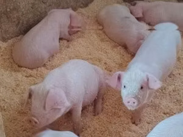 Schweine (Partie, Geschlecht nicht angegeben), Schweine