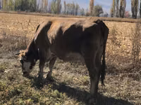 Cow, Alatau breed — photo 3