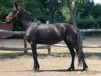 فرس, Friesian — الصورة 4