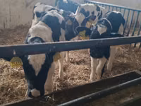 公牛, Russian Black pied cattle — 照片 4