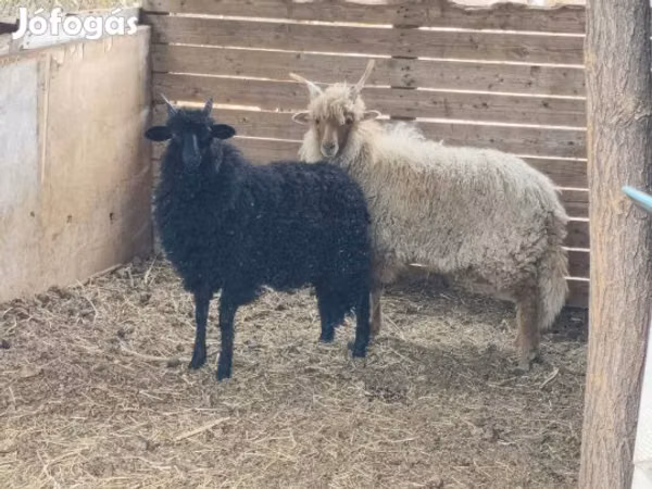 Ram, Racka sheep