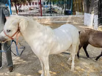 马匹（批次，未指定性别）, Australian Pony — 照片 4