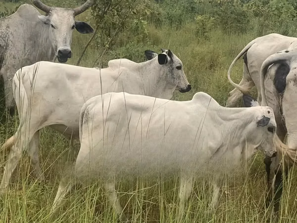 Cow, Brahman