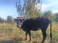 牛只（批次，未指定性别）, Russian Black pied cattle — 照片 3