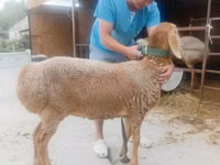 Schaf, Arashan sheep — Foto 2