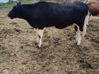 母牛, Holstein breed — 照片 5