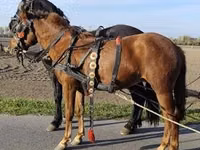 فرس, Hungarian horse breed — الصورة 4