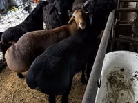 Ram, Sheep — photo 3