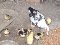 Ducks — foto 2