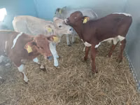 सांड, Simmental cattle — फ़ोटो 3