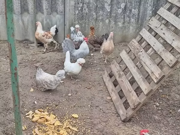 डेनिश हेन