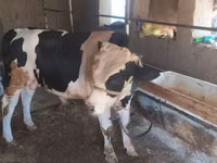 सांड, Russian Black pied cattle — फ़ोटो 4