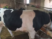सांड, Russian Black pied cattle — फ़ोटो 3