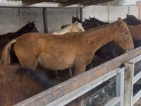 Horse (M), Russian Don — photo 1