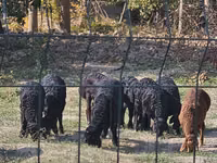 公羊, Rhon sheep — 照片 2