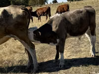 Bull, Red Polled Cow — photo 4