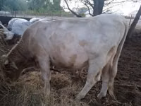 Bull, Charolais cattle — photo 1
