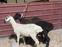 Sheep (batch, sex not specified), Sheep — photo 3