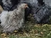 Pekin-Zwerg — Foto 1