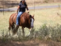 घोड़ा, Quarter Horse — फ़ोटो 8