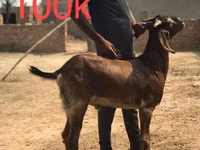 Cabras (lote, sexo no especificado), Najdi goat — foto 1