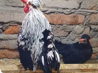 Appenzeller Spitzhauben — Foto 2