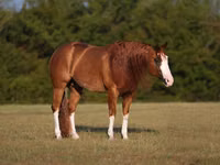 घोड़ा, Quarter Horse — फ़ोटो 2