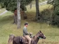 Hengst, Rocky Mountain Horse — Foto 2