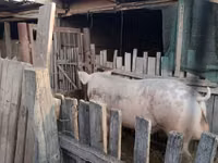 公猪, Pigs — 照片 1