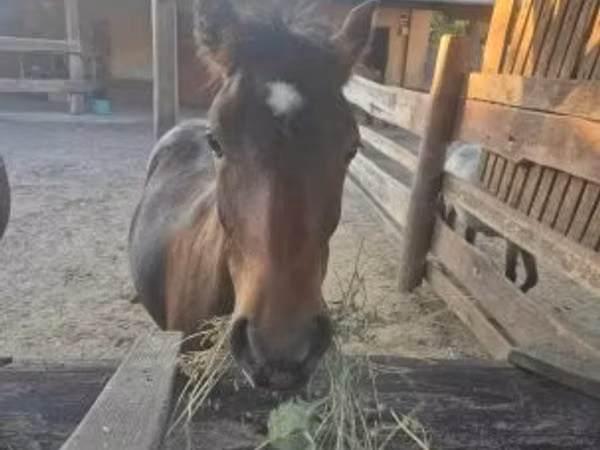حصان, Welsh Cob