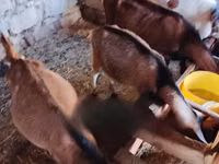 बकरियाँ (लॉट, लिंग निर्दिष्ट नहीं), Alpine goat — फ़ोटो 1
