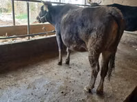 Cow, Swiss cattle — photo 1