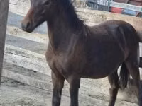 حصان, Welsh Cob — الصورة 3