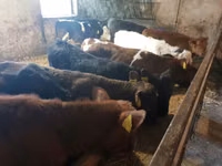 Bull, Cattle — photo 1