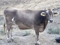 Cow, Cattle — photo 2