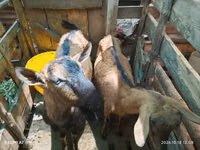 Goats (batch, sex not specified), Alpine goat — photo 3