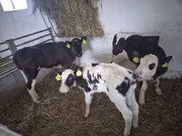 गाय, Russian Black pied cattle — फ़ोटो 2