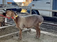 Schaf, Arashan sheep — Foto 2
