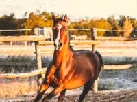 Hengst, Shagya — Foto 6