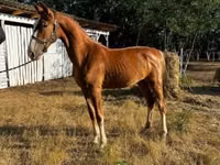 Stute, Dutch warmblood horse — Foto 2