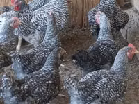 Chickens — Foto 1