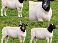Widder, Beltex sheep — Foto 2