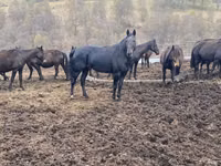 公马, Karachay horse — 照片 6