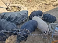 Schweine (Partie, Geschlecht nicht angegeben) — Foto 6