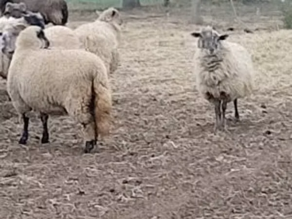 母羊, Merino sheep