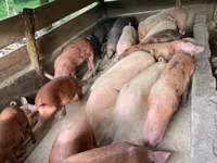 Pig-Live and Carcass — फ़ोटो 1