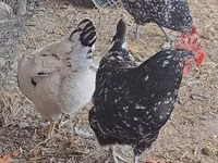 Chickens — photo 4