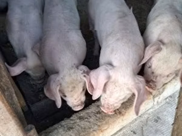 Schweine (Partie, Geschlecht nicht angegeben), 