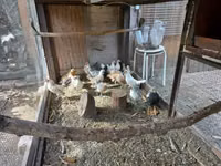 Dutch Bantam — photo 7