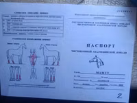 Hengst, Akhal-Teke — Foto 4